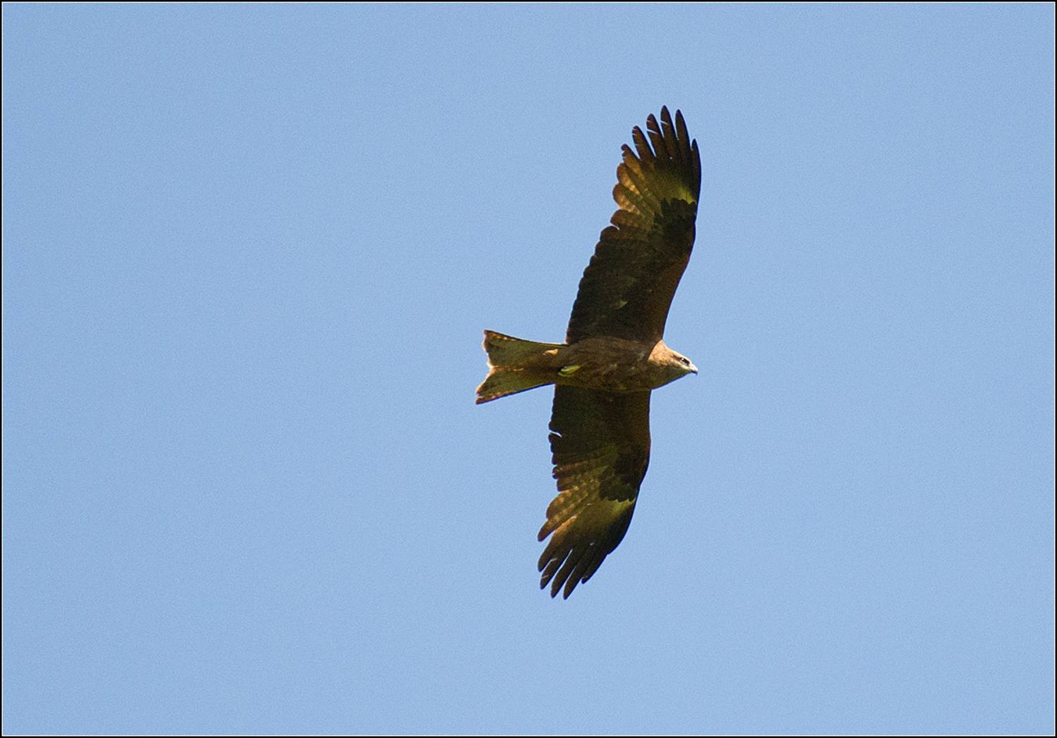 москва, май, парк, птица, АНАТОЛИЙ ДОВЫДЕНКО