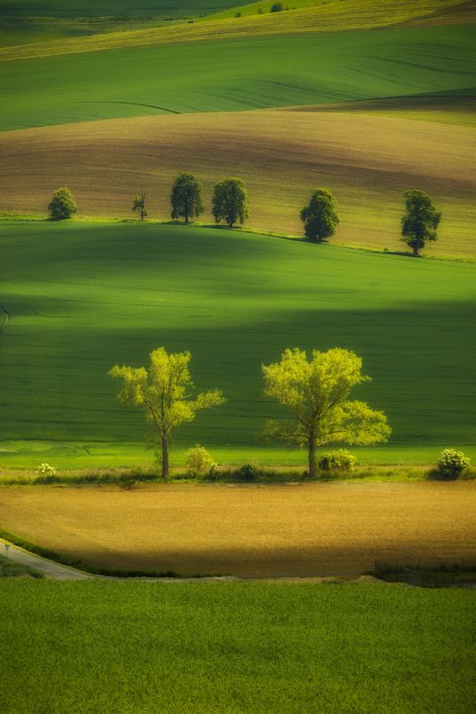 Vertical, Photography, Nature, Green, Tree, Agricultural, Field, Grass, Landscape, Day, Rura, Karlin, Moravske-Toskansko  Czech-Republic, Moravia Karlin фото превью