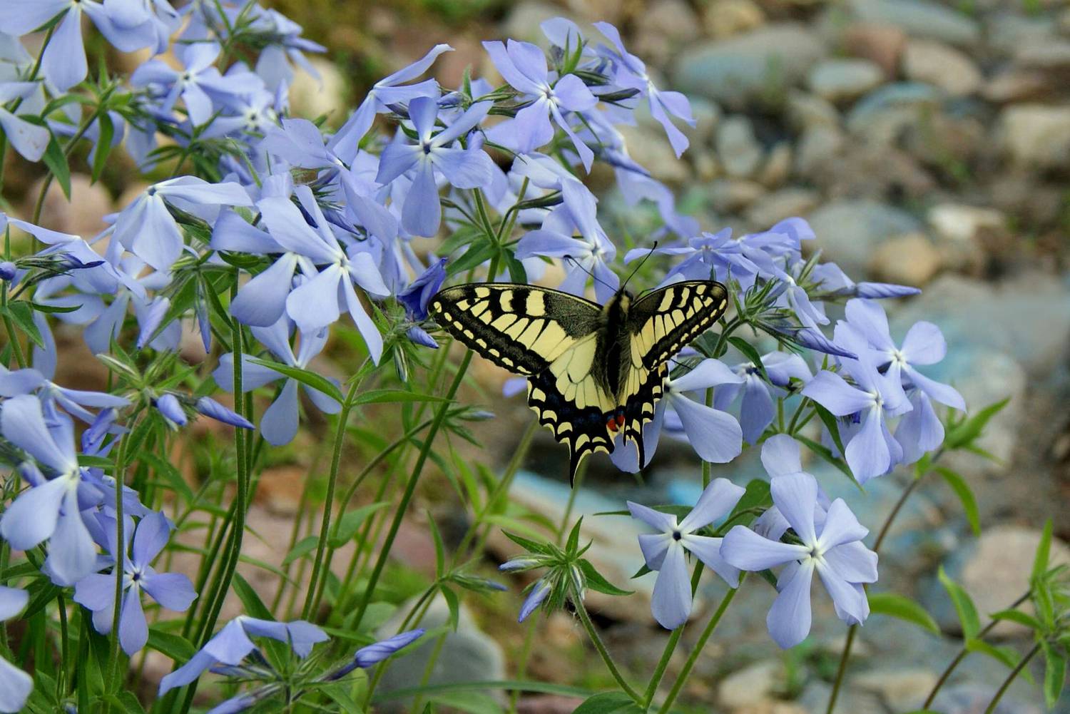 бабочка, макро, лето, дача, Хохлова (Ермохина) Наталья