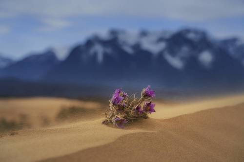 Выживший, или Царь горы
