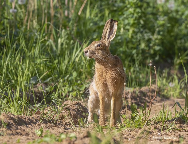 animal, animal wildlife,  nature,  animals in the wild, заяц-русак, русак, заяц, european hare, hare Заяц-русак фото превью