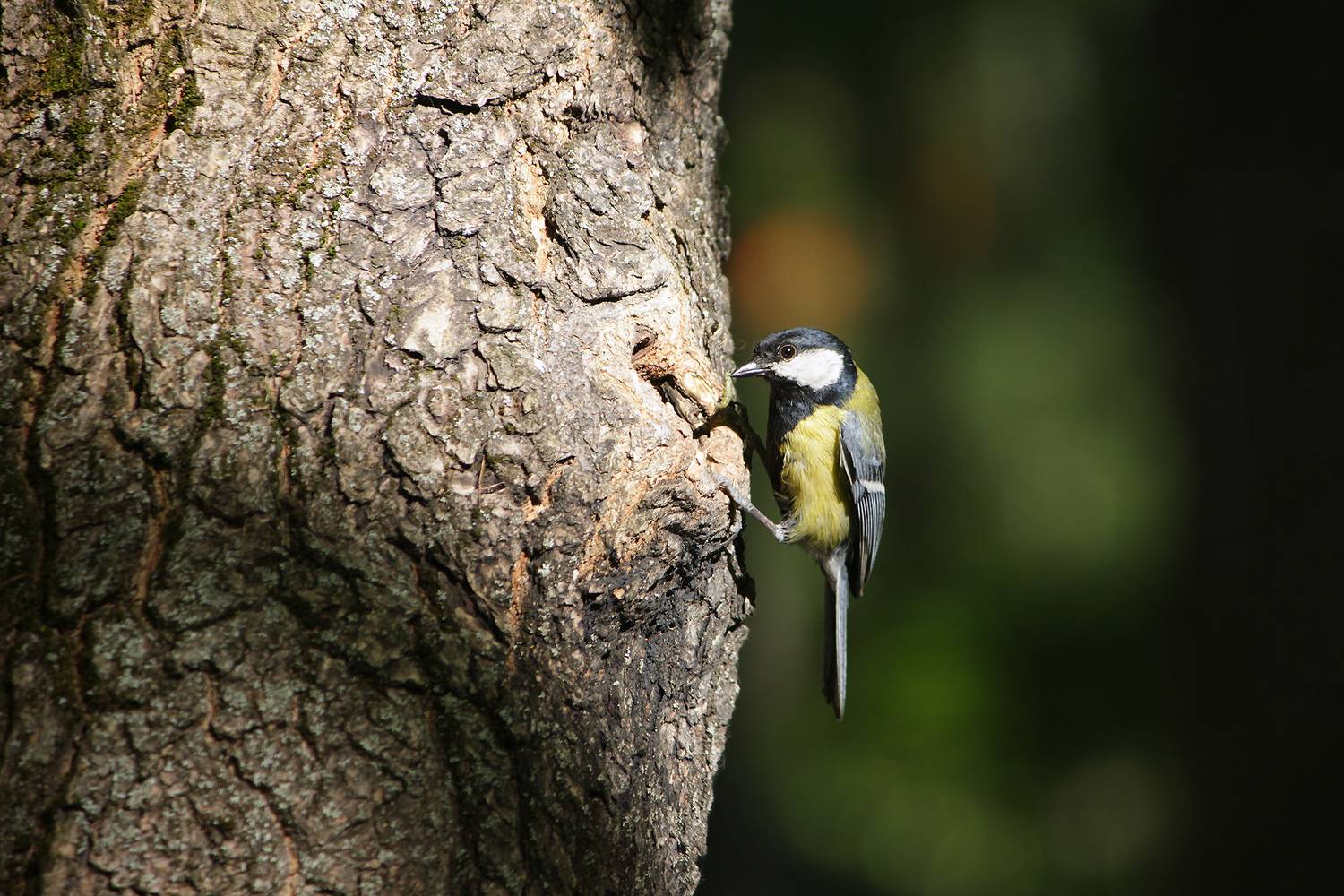 большая синица, большак, parus major, КарОл