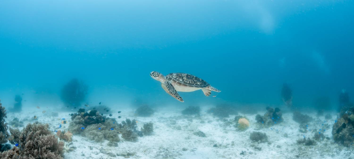 , Савин Андрей