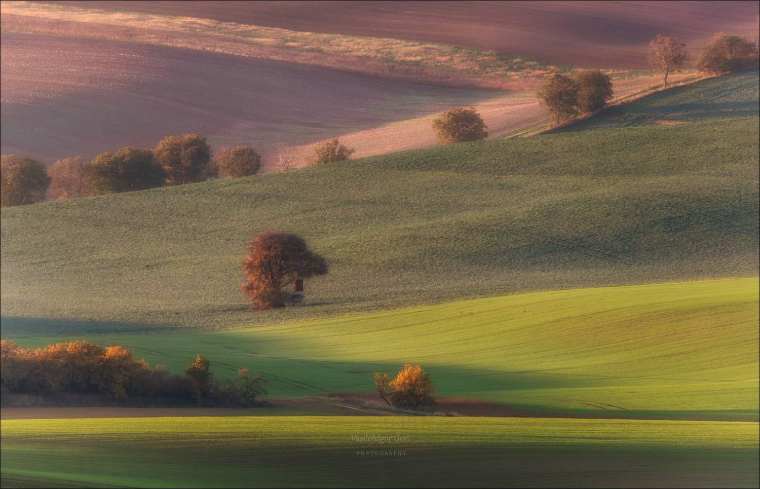 южная моравия,пейзаж,линии,south moravian,lines,свет,czech,осень,чехия,landscapes,nature,rural,дерево,утро, Гори Василий