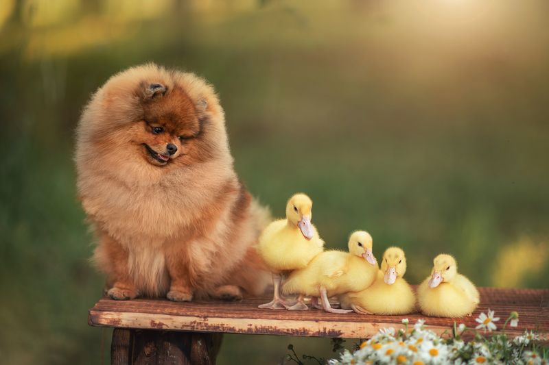 фото превью