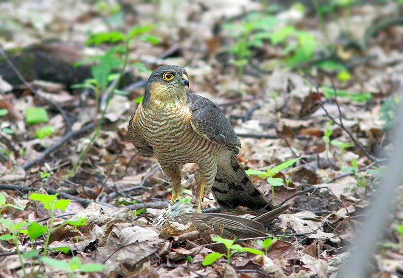Ястреб фото превью