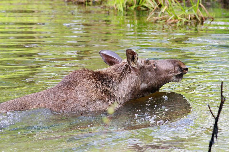 Лосёнок фото превью