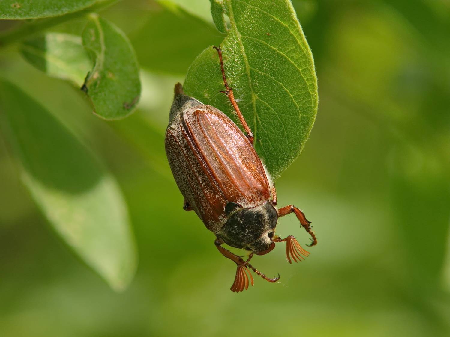 весна, май, майский жук, реснички, Виктор Гурков