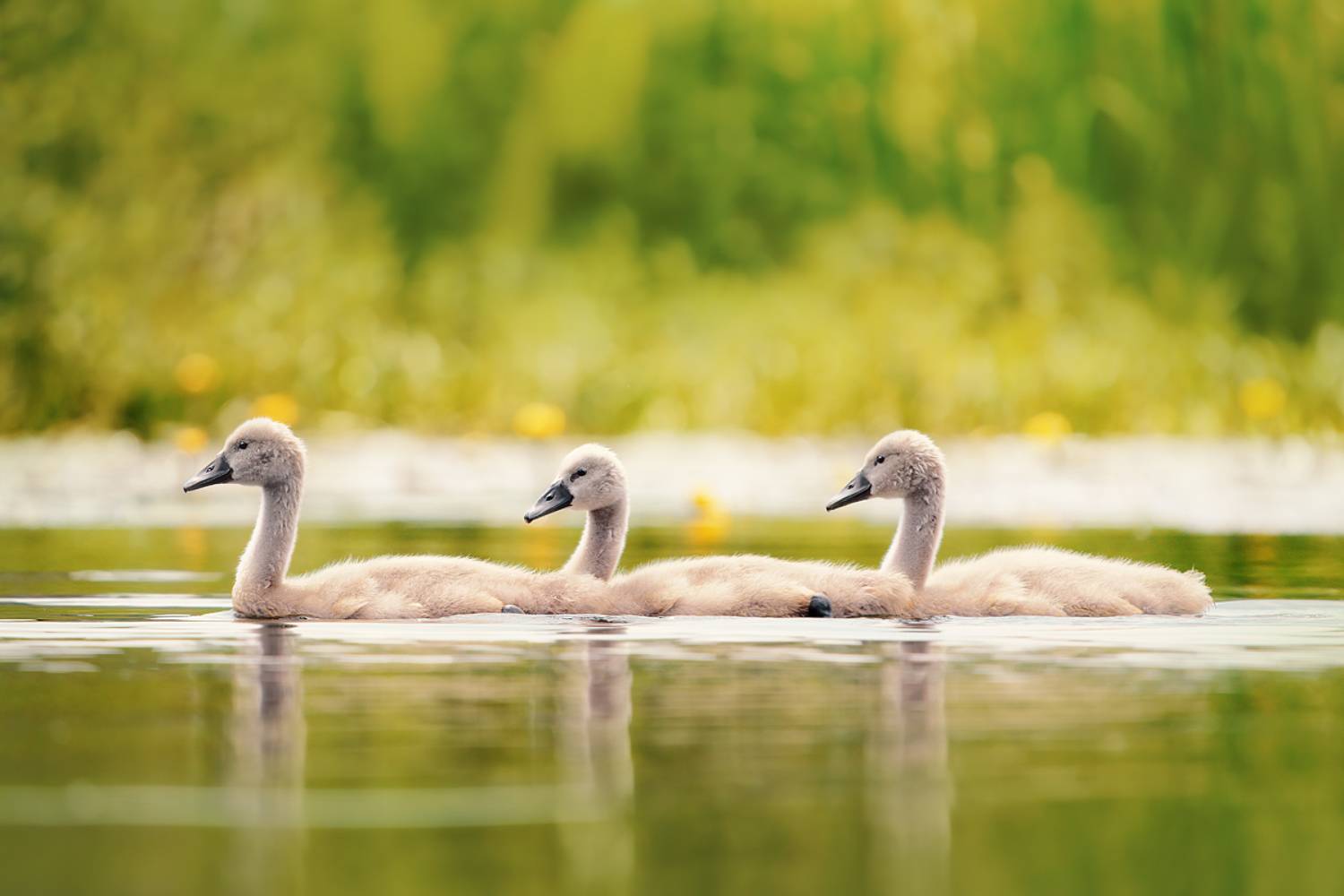 wildlife, birds, mute swan, nature, Wojciech Grzanka
