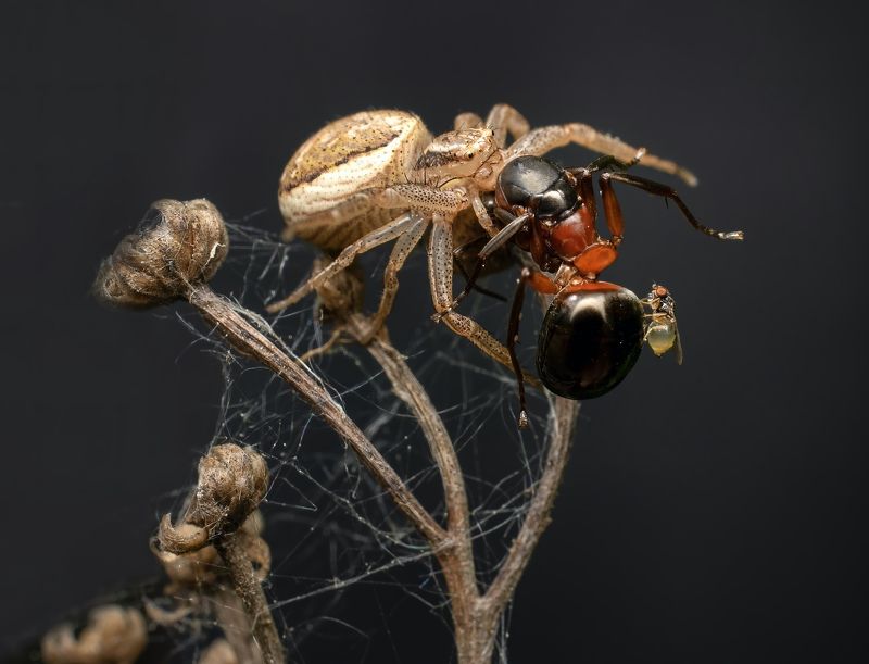 Жуть жуткая или завтрак на двоих. фото превью