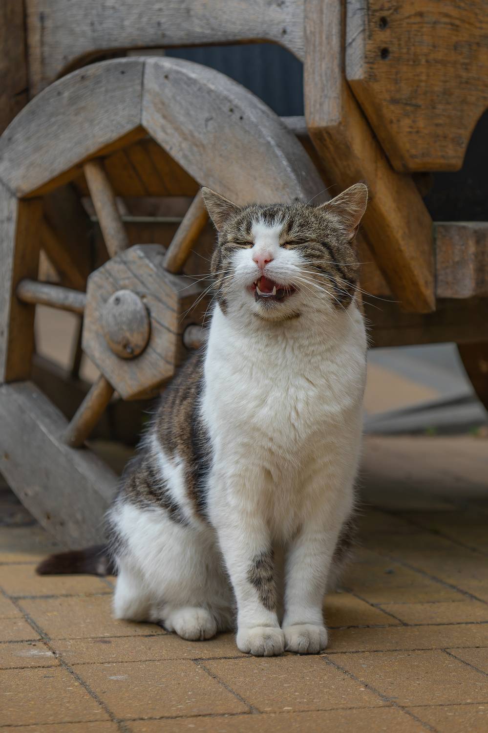 кот, певец, животное, фотография, портрет, Зеленоградск, позитив, Россия, Свирин Вадим, cat, singer, animal, photography, portrait, Zelenogradsk, positive, Russia, Vadim Svirin, Vadim Svirin