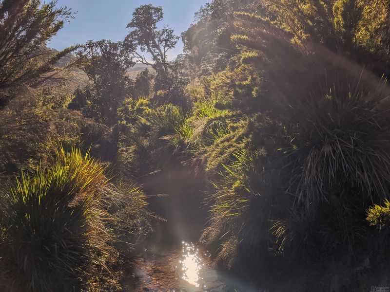 мобильная фотография, пейзаж, природа, азия, национальный парк, мобилография, путешествие, шри-ланка, sri lanka, asia, landscape, travel, nature, mobile photography, national park Буйство растительности плато Хортон фото превью