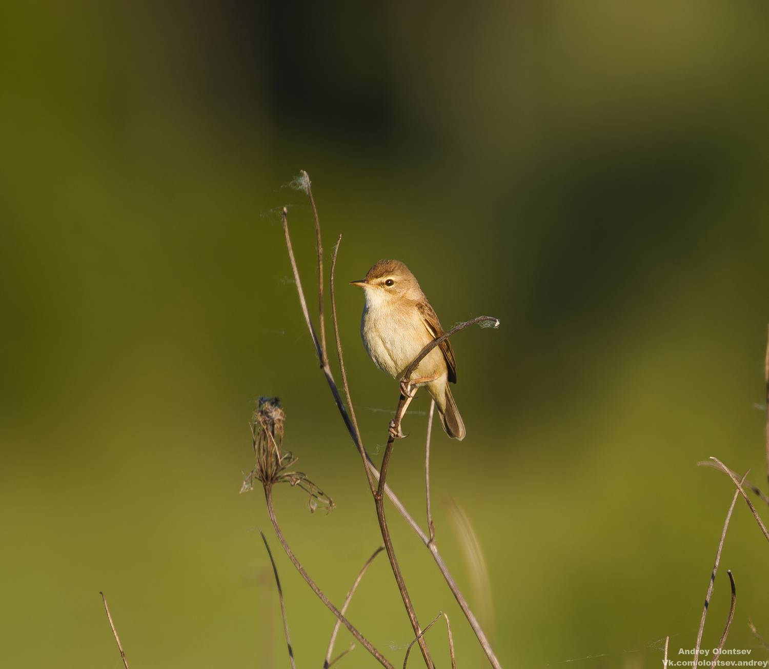 солнце, россия, рассвет, природа, подмосковье, погода, пейзажи, пейзаж, отражение, наукоград, красота, дубна, вода, весна, weather, water, spring, russia, reflection, naukograd, nature, moscow, landscape, dawn, canon, dubna, beauty, Олонцев Андрей