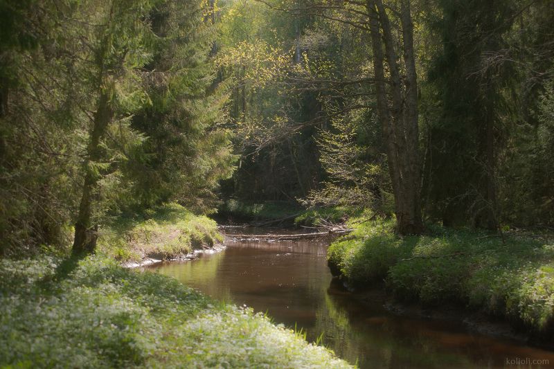 Берега белой ветреницы фото превью