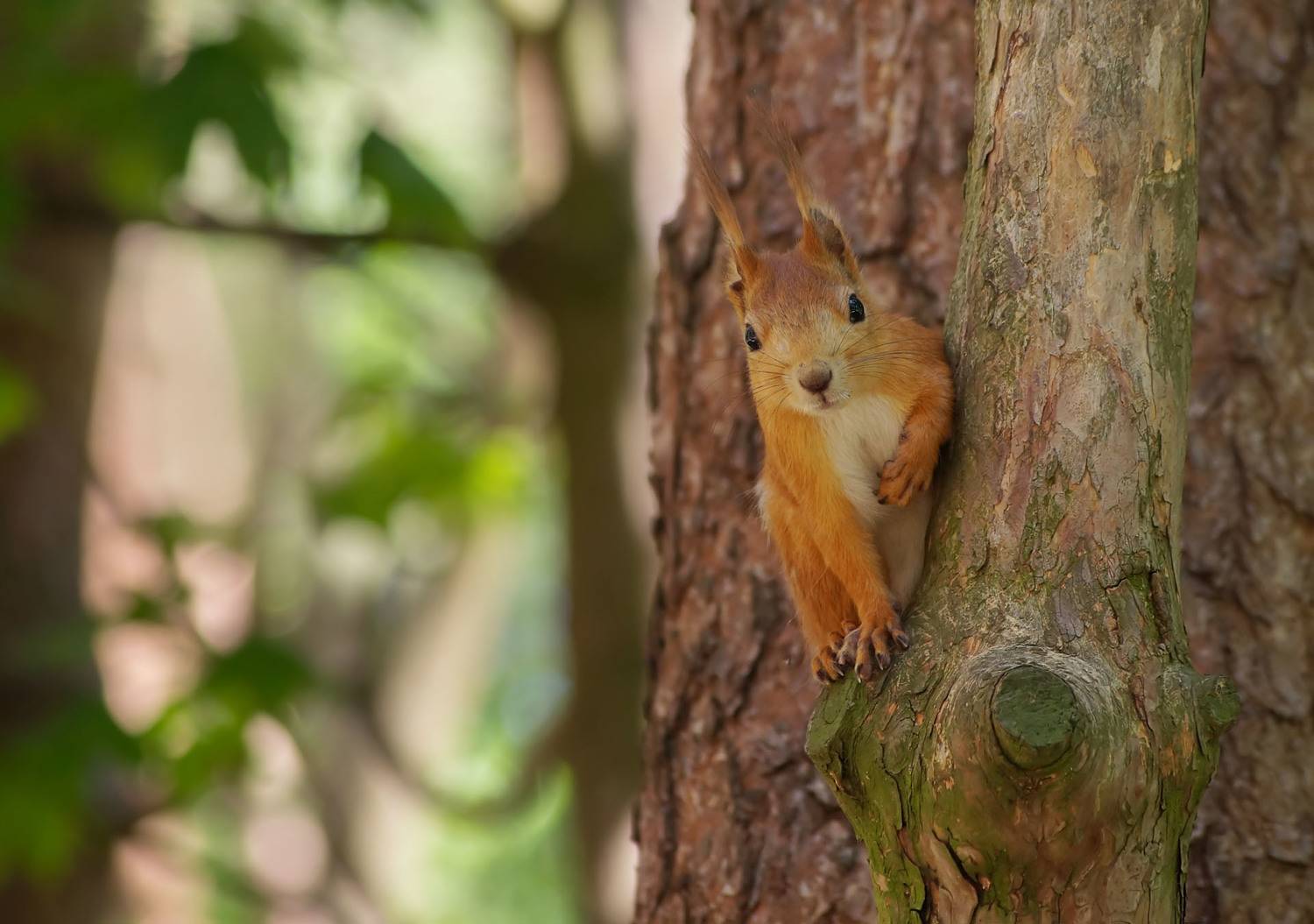 Белка, дерево, сучок, Чепленко Алексей