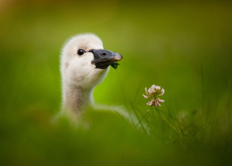 Black swan baby фото превью