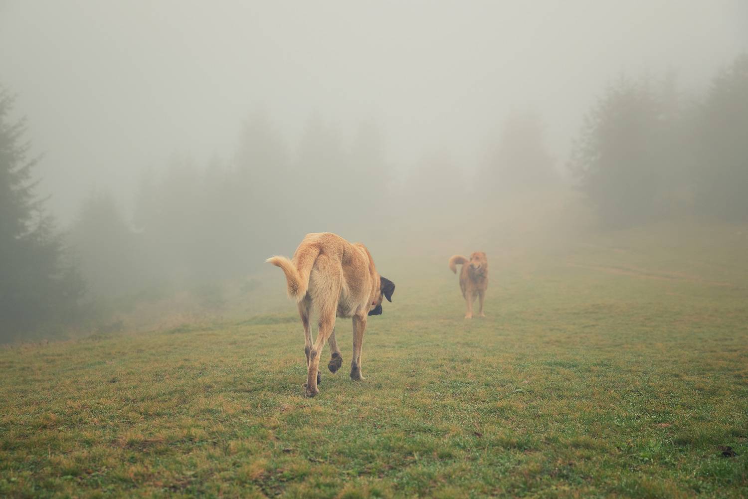 , Ольга Рагинская