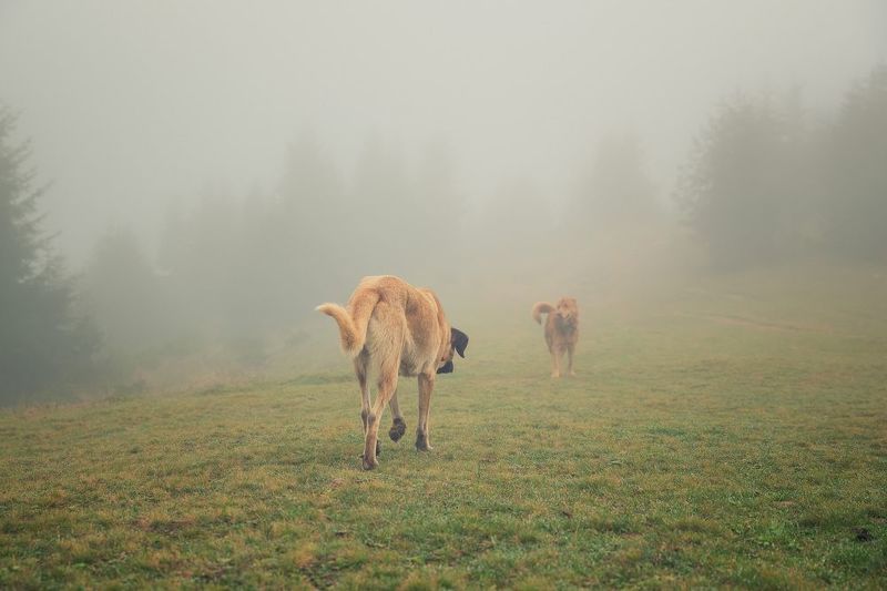 Встреча в тумане фото превью