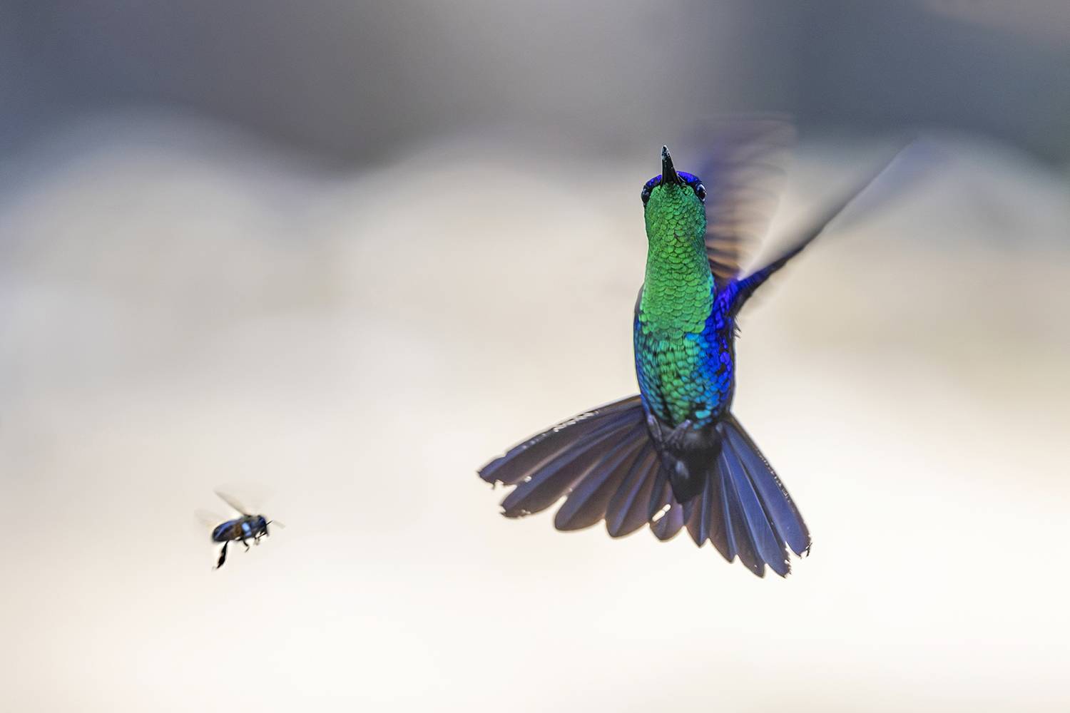 birds, Hummingbirds, Nature, birds in flight, Robyn Carter