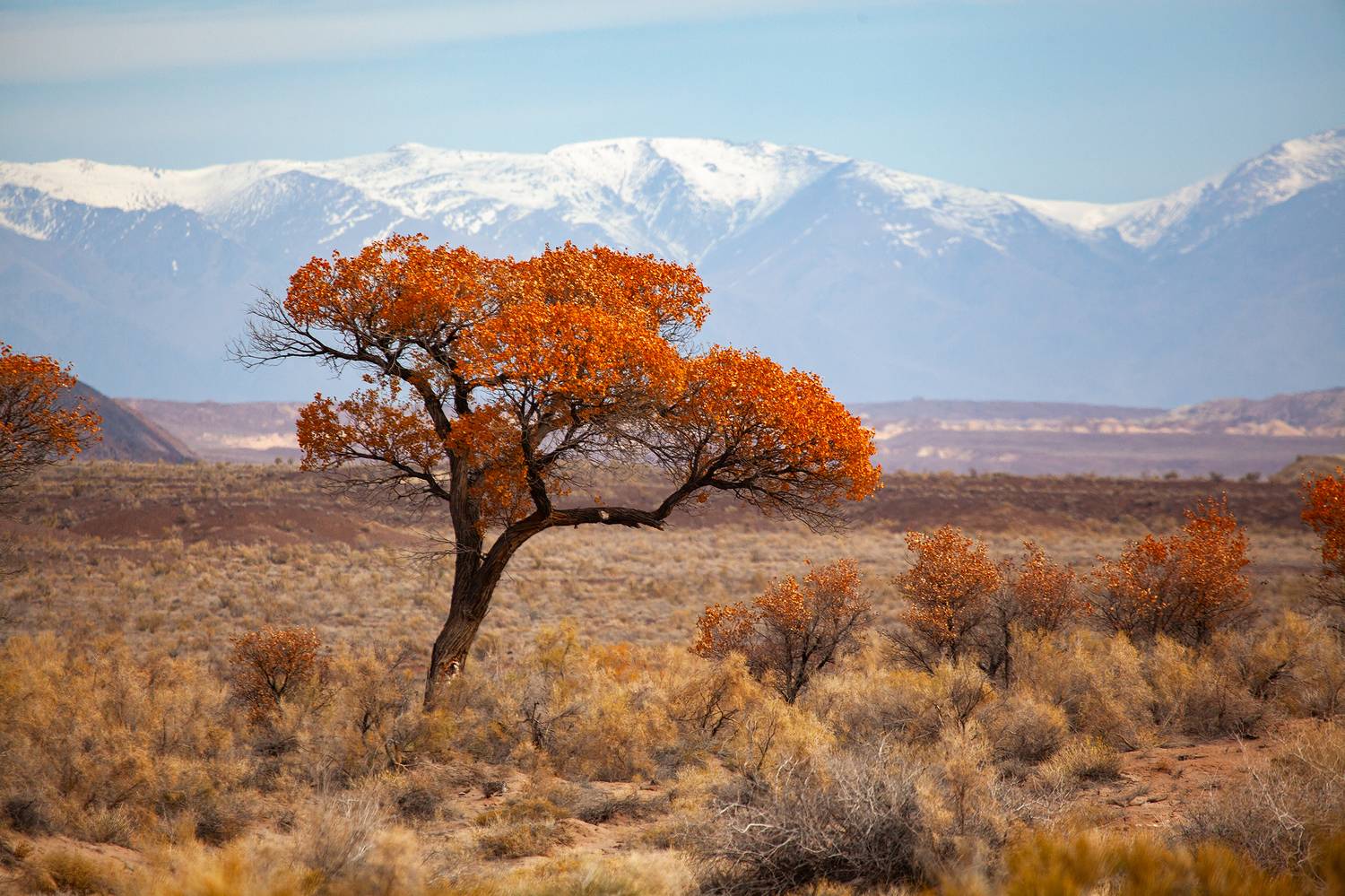 туранга, алтын-эмель, дерево, желтые листья, осень, казахстан, Andrey Shishkalov