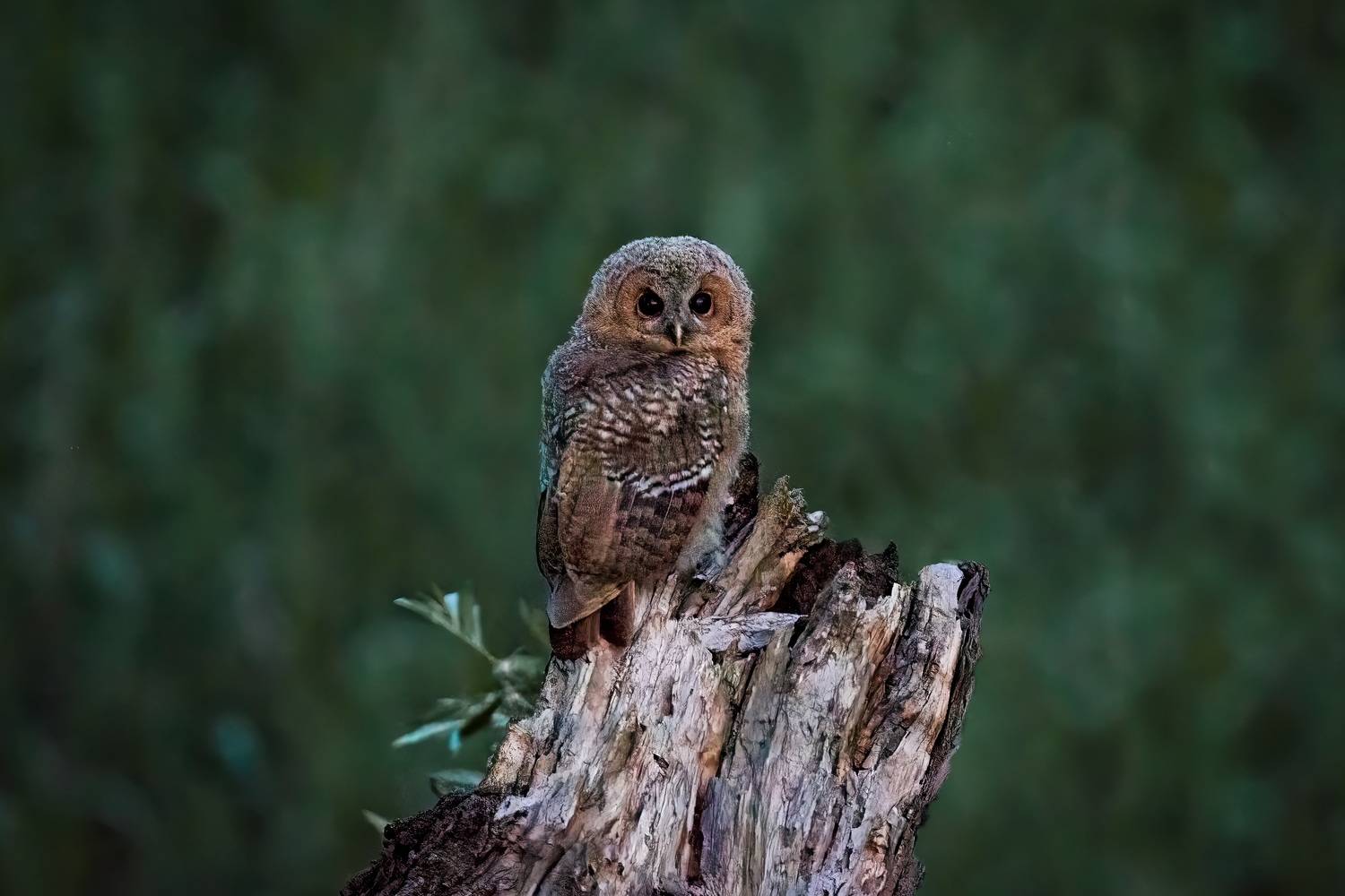 Owl, wildlife, bird, wildlifephotography, Golemac Bruno