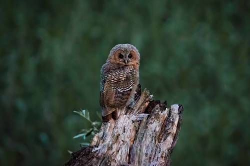 The Tawny Owl