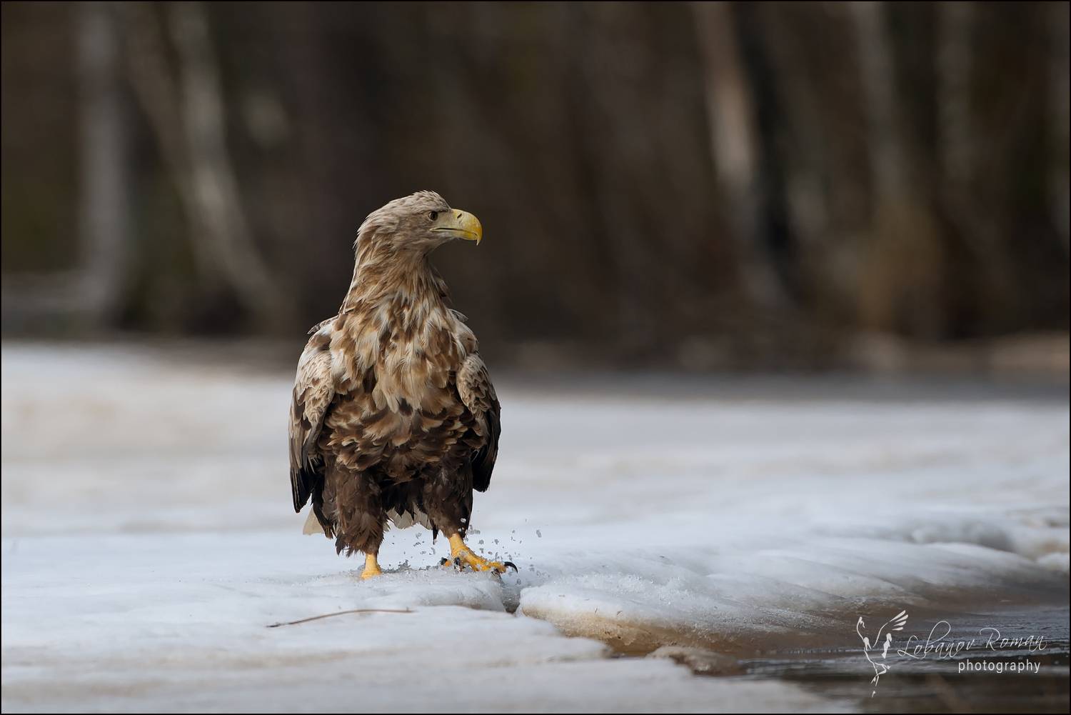 , Лобанов Роман