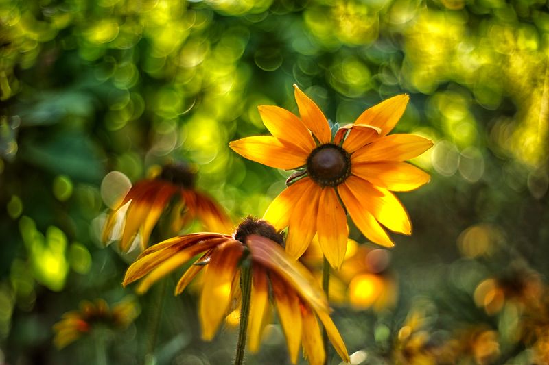 цветы, гелиос, рудбекия, summer, warm, evening, flowers В цветении лета фото превью