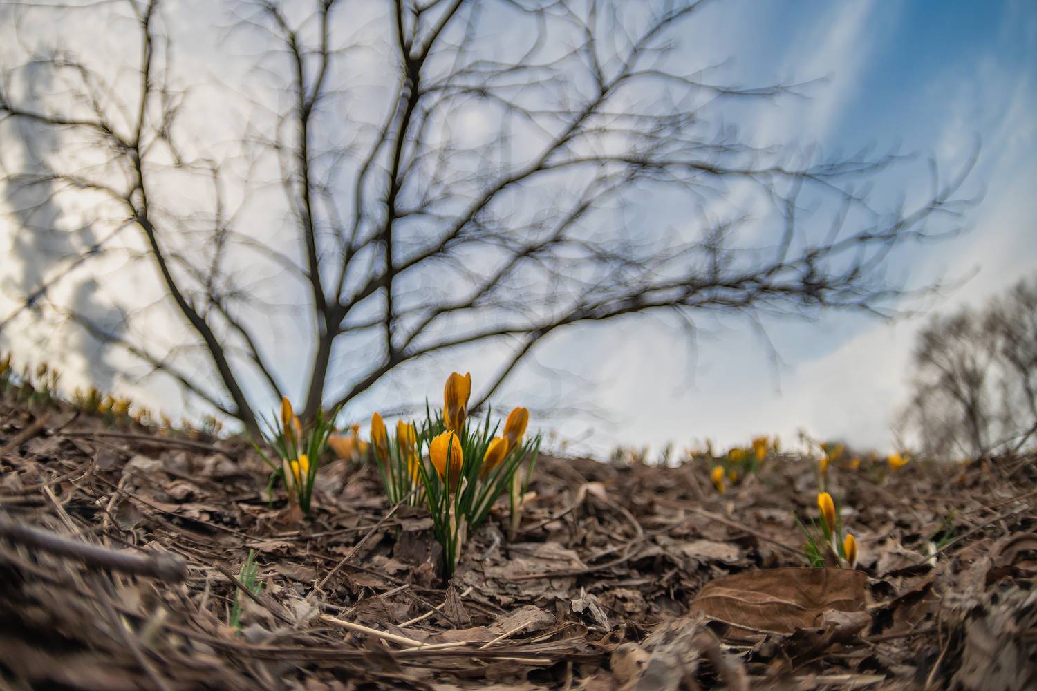 желтый крокус пейзаж природа, Бакбак Тата