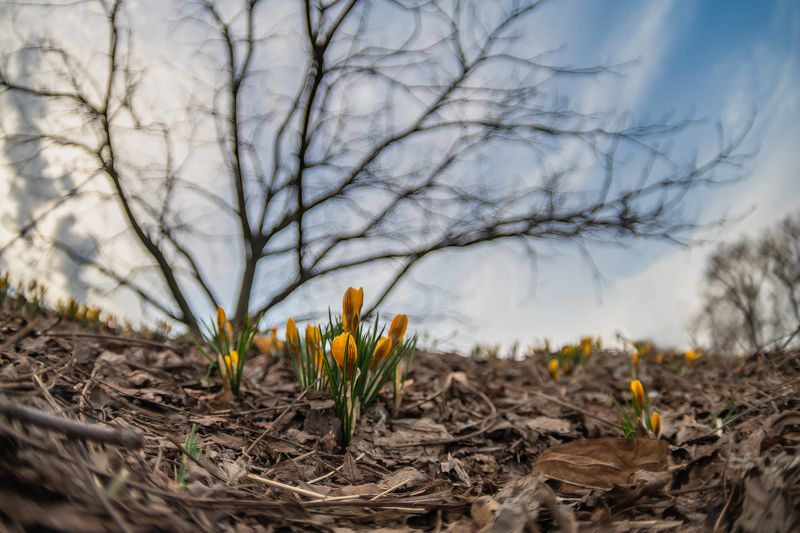 Желтые фото превью