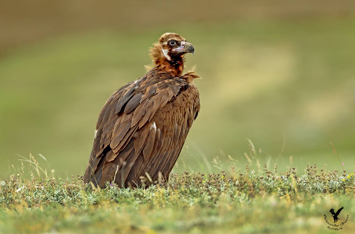 , Гусар Александр
