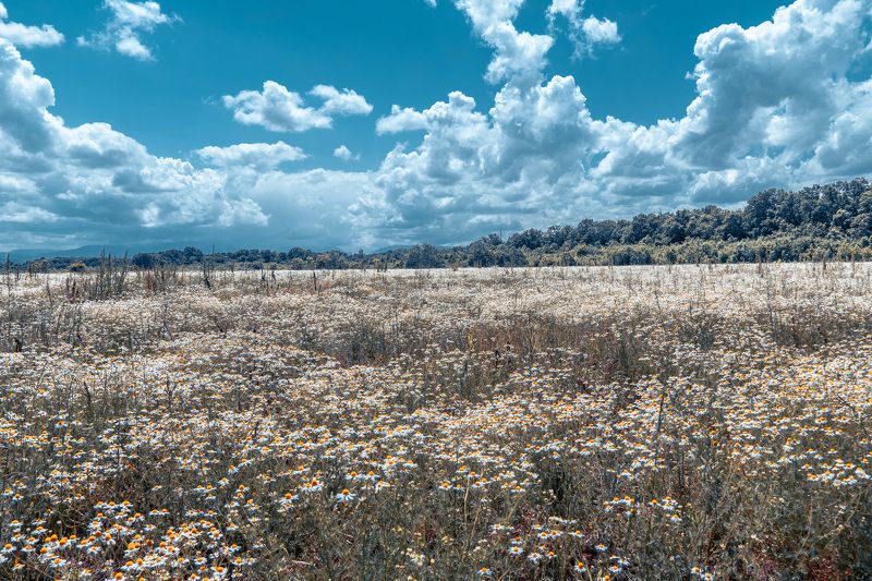 луг, пейзаж, облака, день, весна Ромашковый рай фото превью