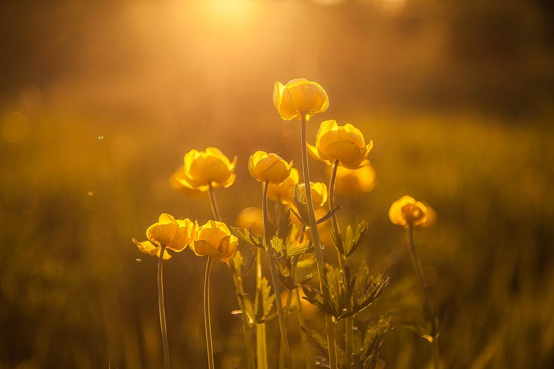 Купальница на закате фото превью