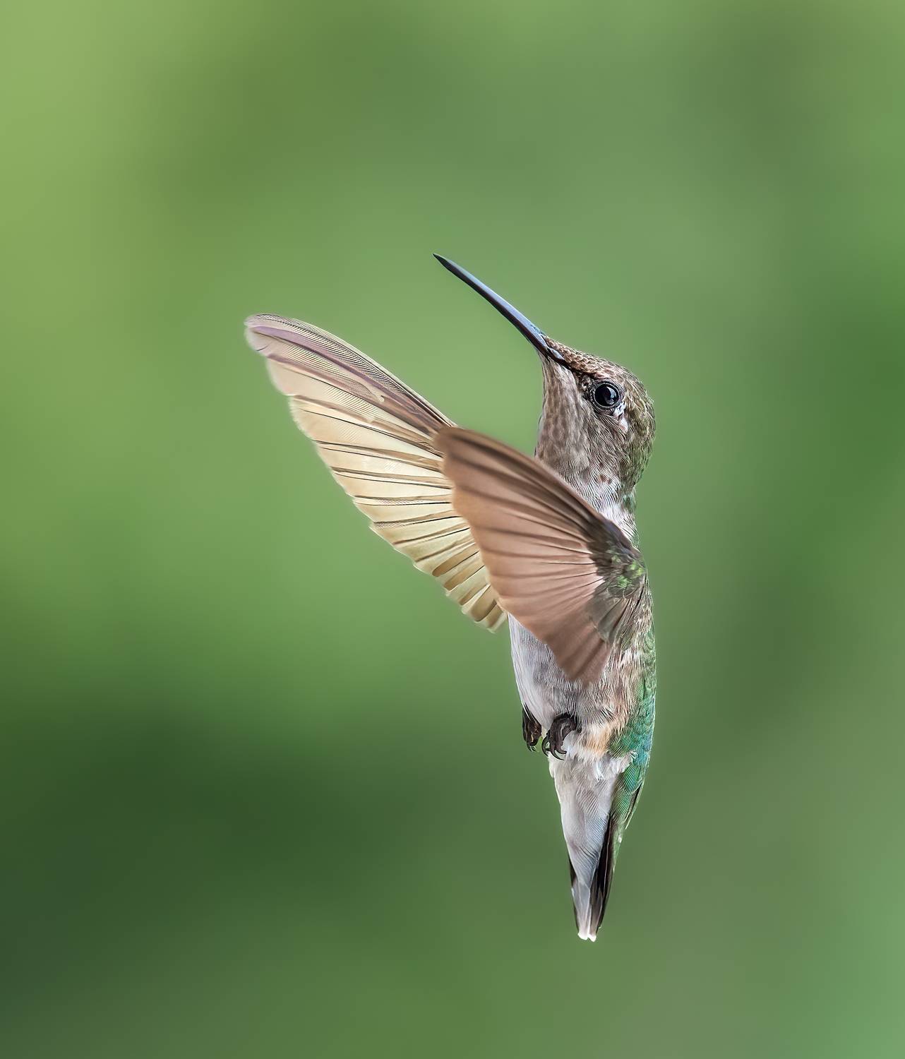 bird, humming, hummingbird, hummingbirds, hummer, rufous, nature, animals, wild, action, dynamic, Atul Saluja