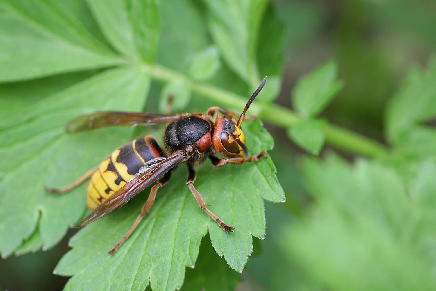 шершень обыкновенный, оса шершневая, vespa crabro, КарОл