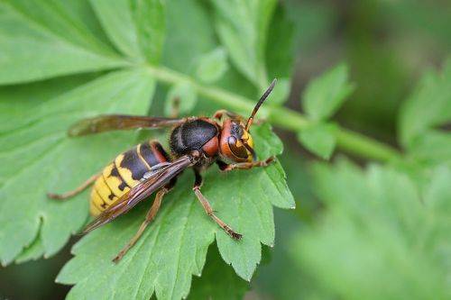 Шершень обыкновенный