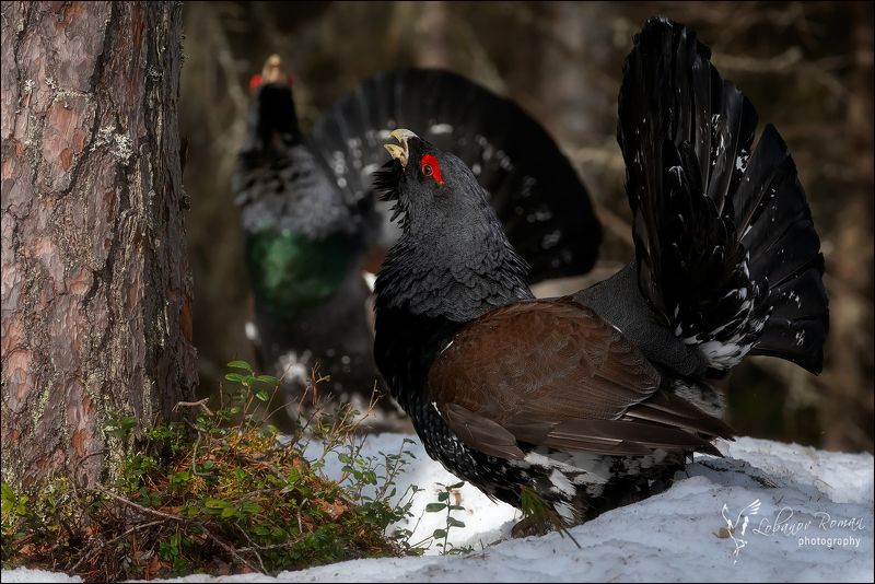 Встреча в лесу фото превью