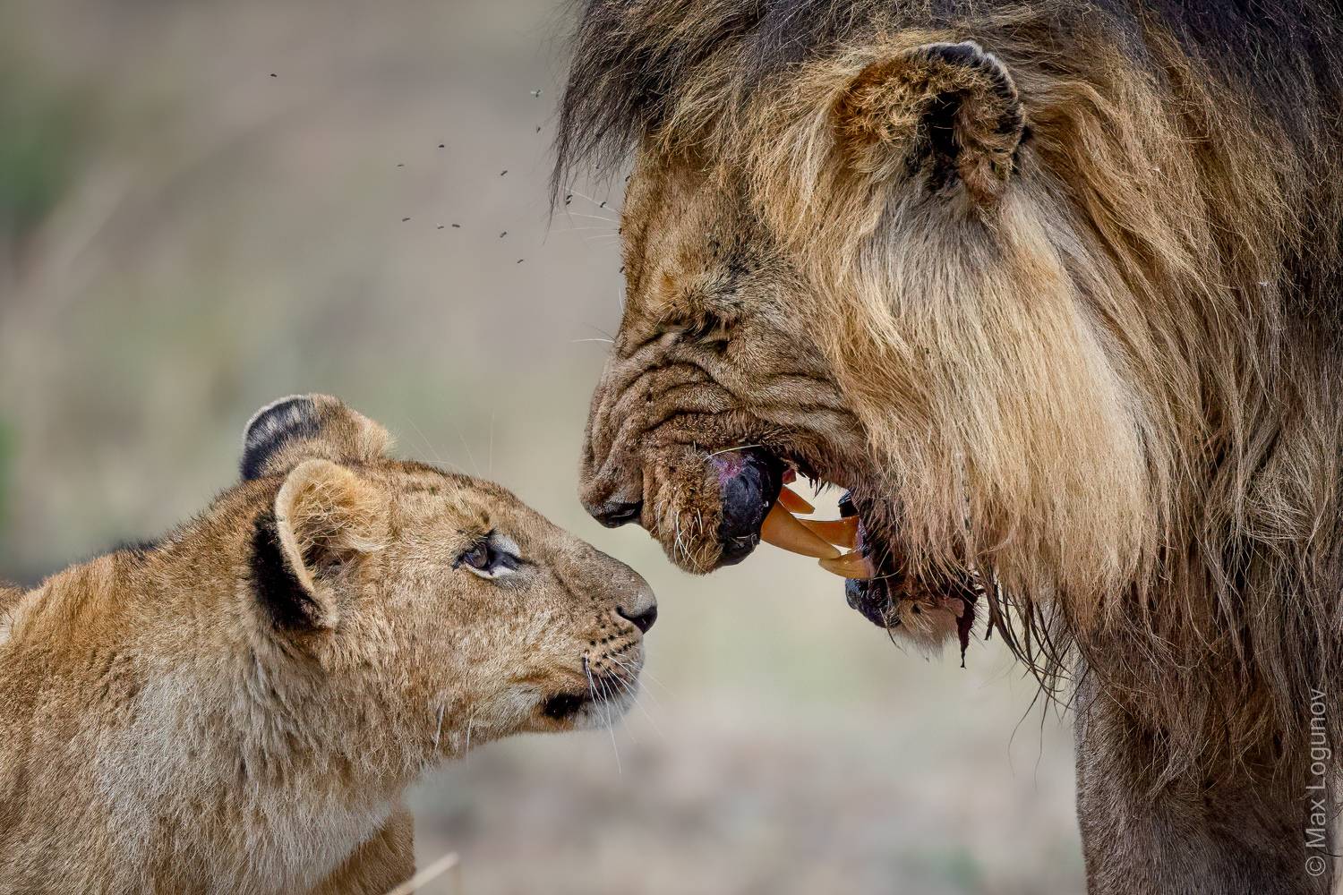 , Логунов Максим
