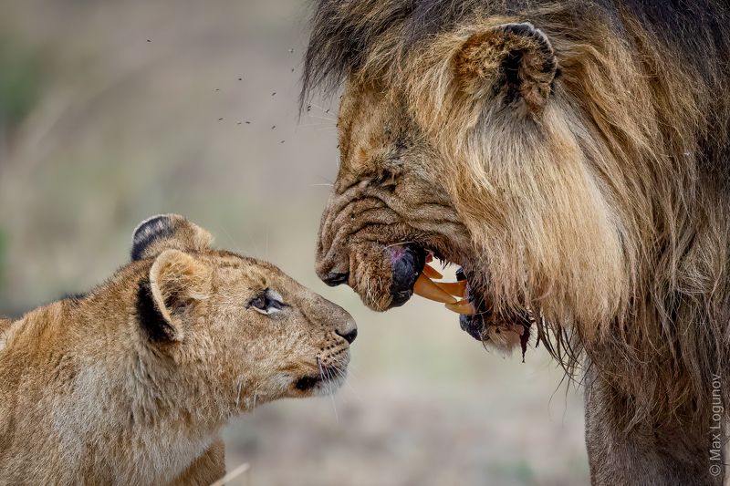 Отцовское наставление фото превью