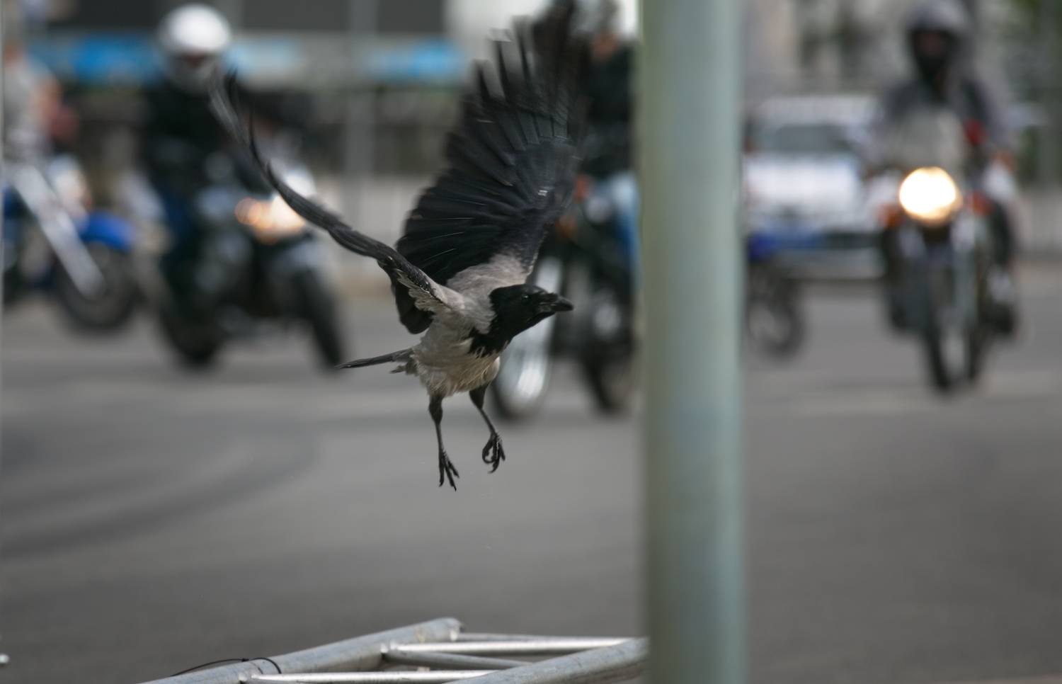 птицы в городе, мотофестиваль 2024, Vera Trandina