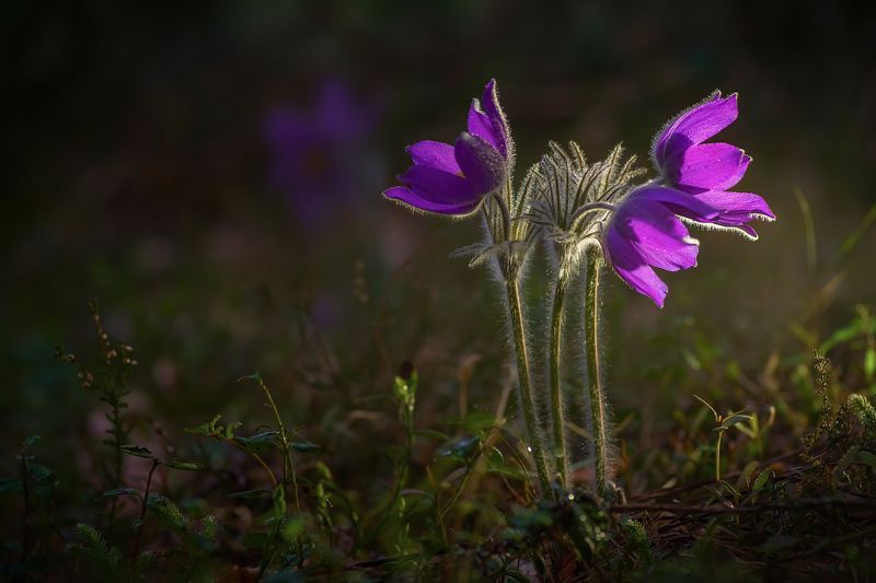 Про весну, сон-траву и очарование леса фото превью