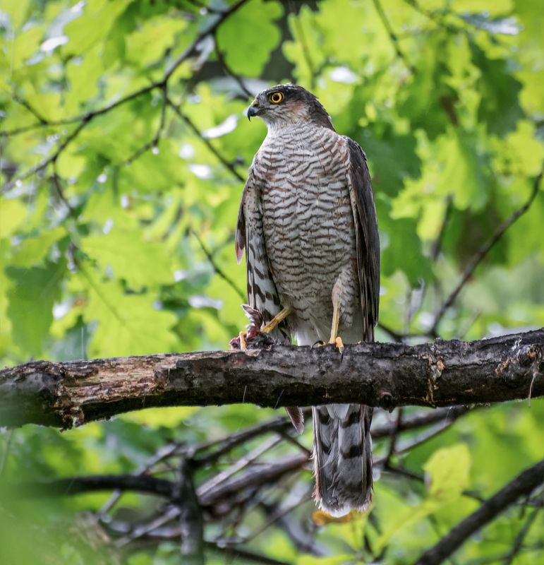 птица, ястреб перепелятник, добыча, охотник, Ястребы фото превью