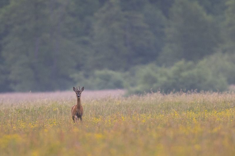 las,polana,łąka,ssaki,natura,fauna,flola,dzika przyroda Koziołek фото превью