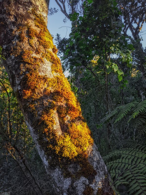 мобильная фотография, пейзаж, природа, азия, национальный парк, мобилография, путешествие, шри-ланка, sri lanka, asia, landscape, travel, nature, mobile photography, national park *** фото превью