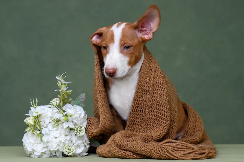 фото превью