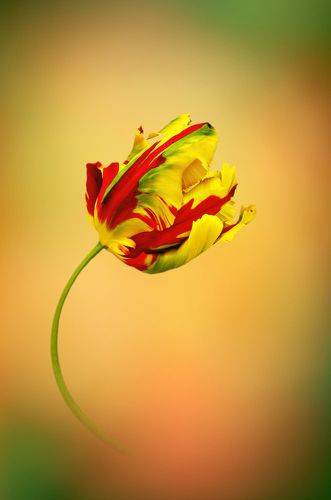 Parrot Tulip Portrait
