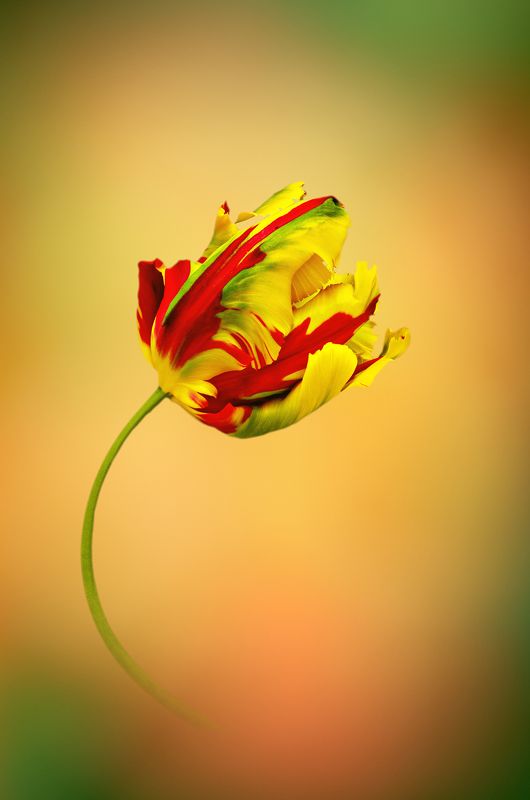 color, colors, concept, conceptual, flower, flowers, nature, parrot, photography, portrait, tulip, tulips, Parrot Tulip Portrait фото превью
