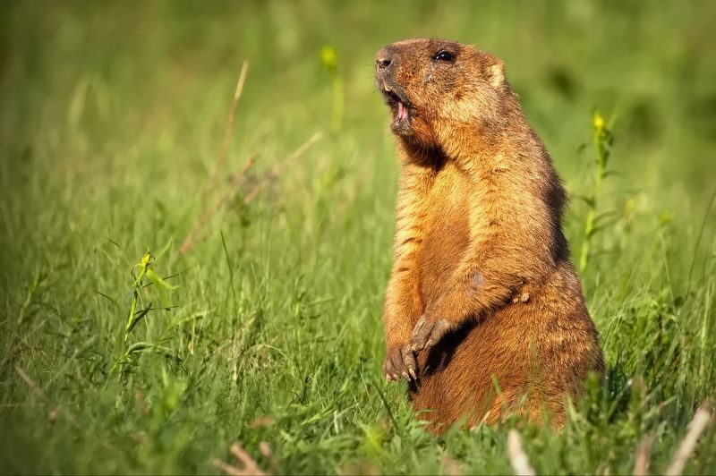 Просто стою, собратьям кричу) фото превью