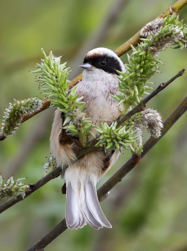 фото птиц, птицы, обыкновенный ремез, remiz pendulinus Обыкновенный ремез. (Remiz pendulinus) фото превью