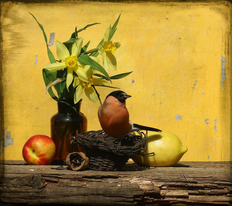 снегирь ветер фото превью